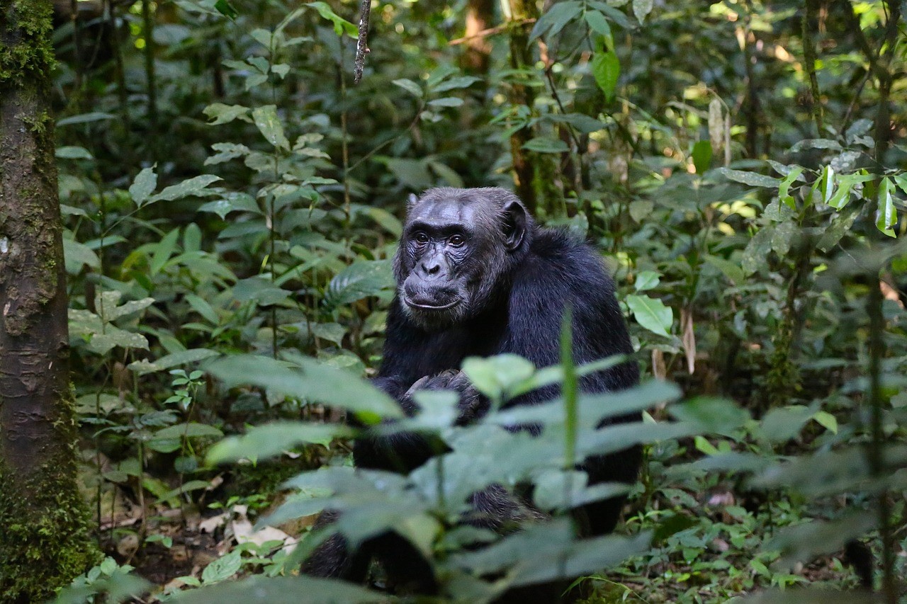 3 Days Chimpanzee tracking at Kibale National Park