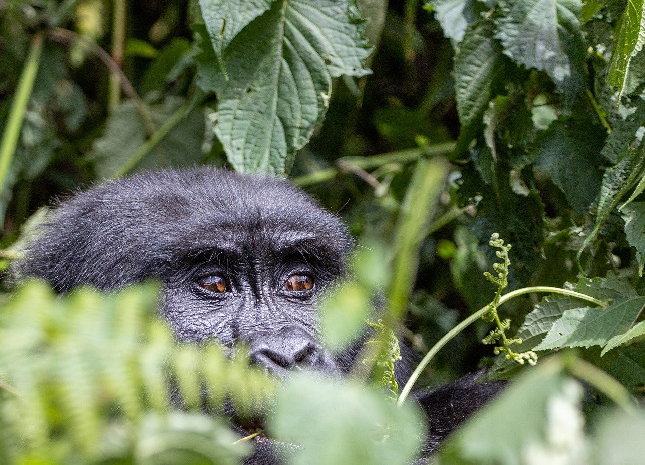 3 Days memorable Gorilla tracking in Bwindi Impenetrable National Park