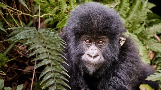 7 Days wildlife, Gorilla, Golden monkey and Chimpanzee Trekking in Uganda